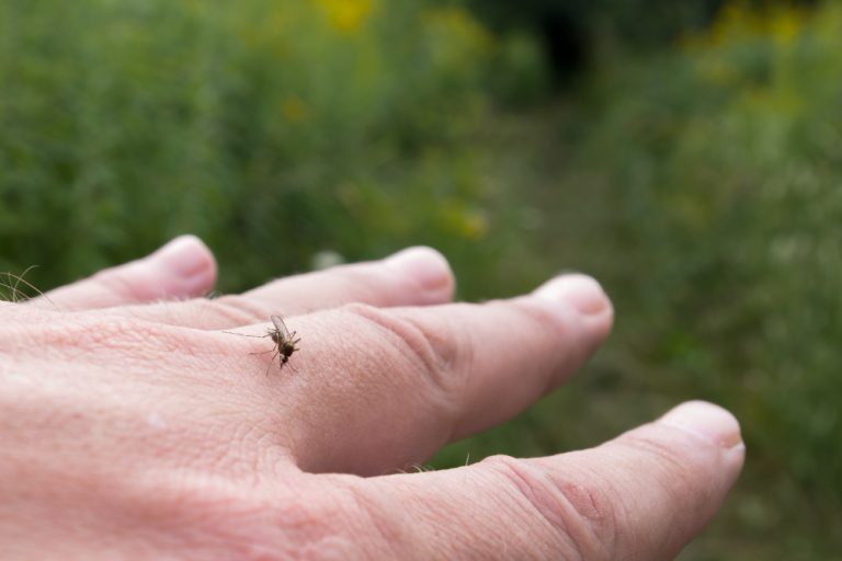Consigli per ridurre la presenza di insetti che possono causare irritazioni simili alla falsa scabbia